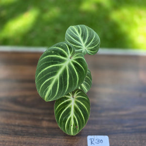 #R30 Philodendron Tinkle Bell