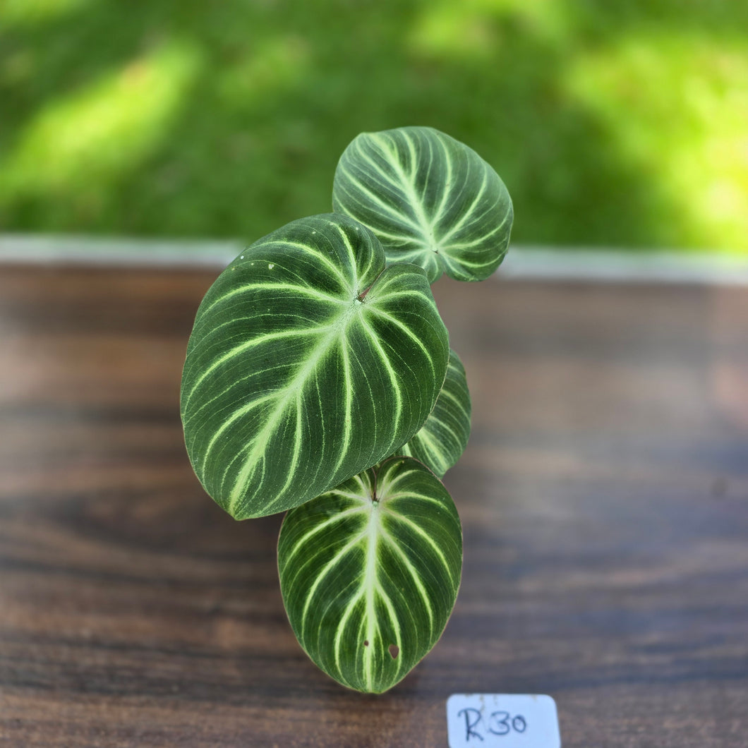 #R30 Philodendron Tinkle Bell