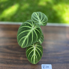 Load image into Gallery viewer, #R30 Philodendron Tinkle Bell