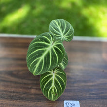 Load image into Gallery viewer, #R30 Philodendron Tinkle Bell