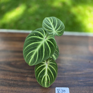 #R30 Philodendron Tinkle Bell