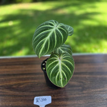 Load image into Gallery viewer, #R30 Philodendron Tinkle Bell