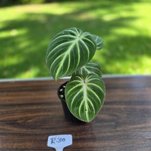 Load image into Gallery viewer, #R30 Philodendron Tinkle Bell