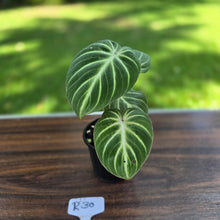 Load image into Gallery viewer, #R30 Philodendron Tinkle Bell