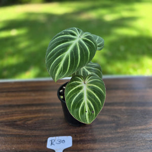 #R30 Philodendron Tinkle Bell