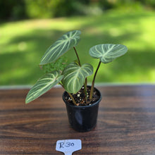 Load image into Gallery viewer, #R30 Philodendron Tinkle Bell