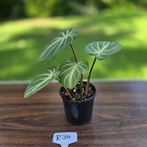 #R30 Philodendron Tinkle Bell