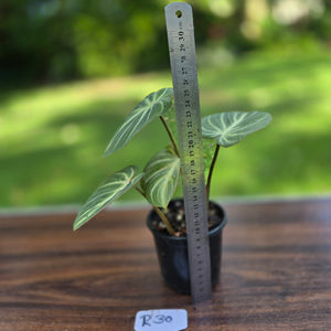 #R30 Philodendron Tinkle Bell