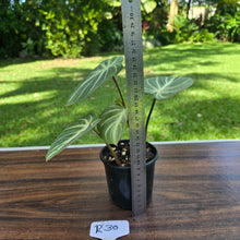 Load image into Gallery viewer, #R30 Philodendron Tinkle Bell