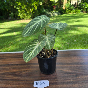 #R30 Philodendron Tinkle Bell