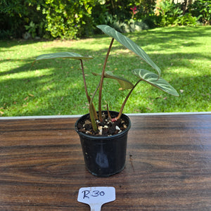#R30 Philodendron Tinkle Bell