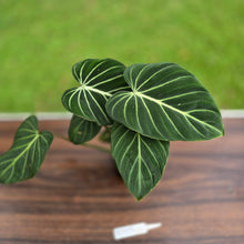 Load image into Gallery viewer, #R775 Philodendron Gloriosum