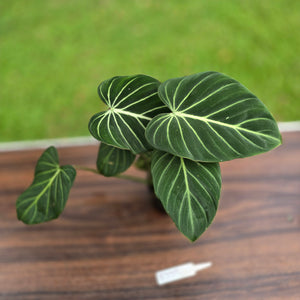#R775 Philodendron Gloriosum