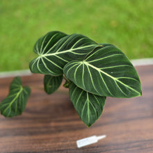Load image into Gallery viewer, #R775 Philodendron Gloriosum