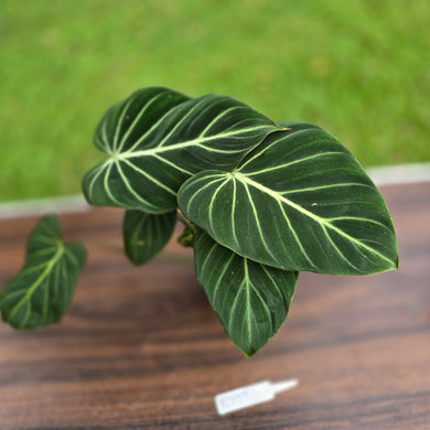 #R775 Philodendron Gloriosum