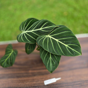 #R775 Philodendron Gloriosum
