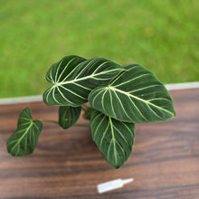 Load image into Gallery viewer, #R775 Philodendron Gloriosum