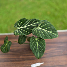 Load image into Gallery viewer, #R775 Philodendron Gloriosum