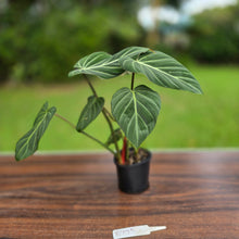 Load image into Gallery viewer, #R775 Philodendron Gloriosum