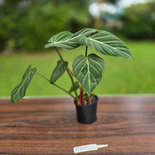 Load image into Gallery viewer, #R775 Philodendron Gloriosum