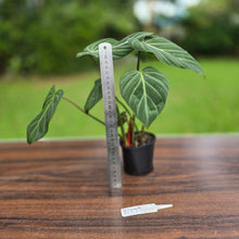 Load image into Gallery viewer, #R775 Philodendron Gloriosum