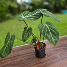 Load image into Gallery viewer, #R775 Philodendron Gloriosum