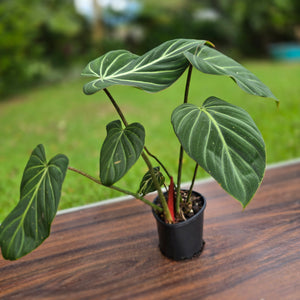 #R775 Philodendron Gloriosum