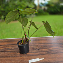 Load image into Gallery viewer, #R775 Philodendron Gloriosum