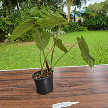 Load image into Gallery viewer, #R775 Philodendron Gloriosum
