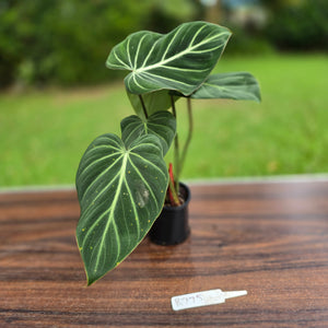 #R775 Philodendron Gloriosum