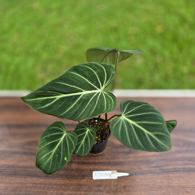 #R744 Philodendron Gloriosum