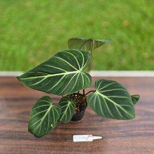 #R744 Philodendron Gloriosum