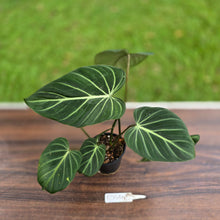 Load image into Gallery viewer, #R744 Philodendron Gloriosum