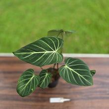 Load image into Gallery viewer, #R744 Philodendron Gloriosum