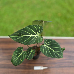 #R744 Philodendron Gloriosum