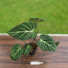 Load image into Gallery viewer, #R744 Philodendron Gloriosum
