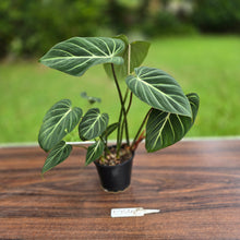 Load image into Gallery viewer, #R744 Philodendron Gloriosum