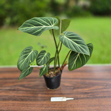 Load image into Gallery viewer, #R744 Philodendron Gloriosum