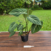 Load image into Gallery viewer, #R744 Philodendron Gloriosum