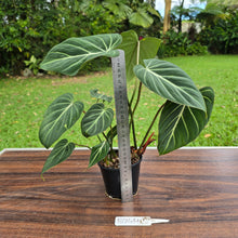 Load image into Gallery viewer, #R744 Philodendron Gloriosum