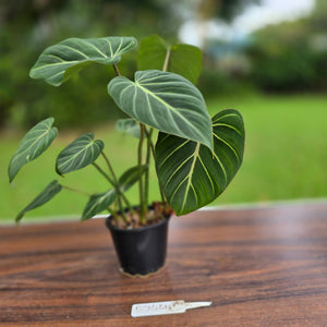 #R744 Philodendron Gloriosum