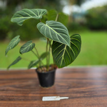 Load image into Gallery viewer, #R744 Philodendron Gloriosum