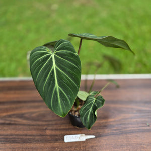 #R744 Philodendron Gloriosum