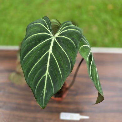 #R882 Philodendron Gloriosum