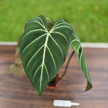 Load image into Gallery viewer, #R882 Philodendron Gloriosum