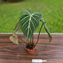 Load image into Gallery viewer, #R882 Philodendron Gloriosum