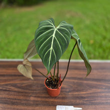 Load image into Gallery viewer, #R882 Philodendron Gloriosum
