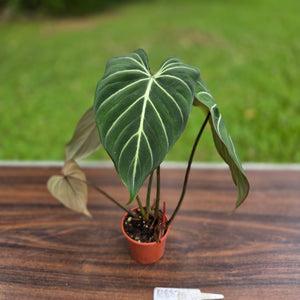 #R882 Philodendron Gloriosum