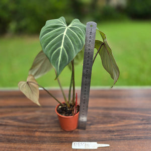 #R882 Philodendron Gloriosum