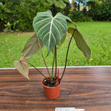 Load image into Gallery viewer, #R882 Philodendron Gloriosum